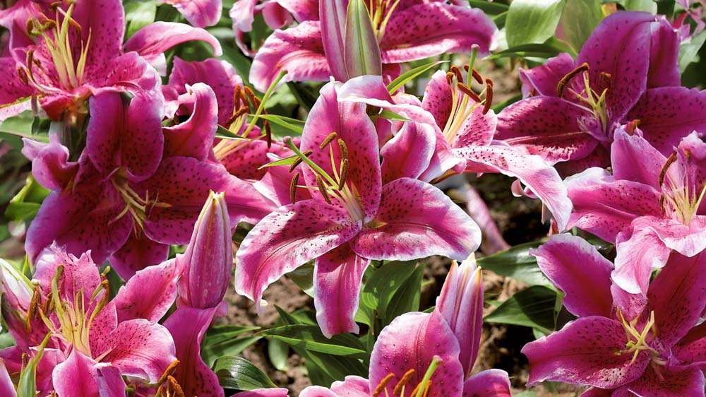 Rosa liljor - Blanda Frön