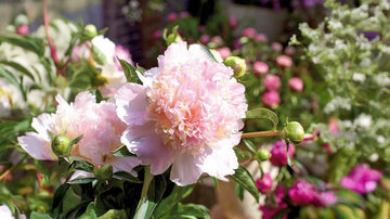 Rosa perenner - Blanda Frön