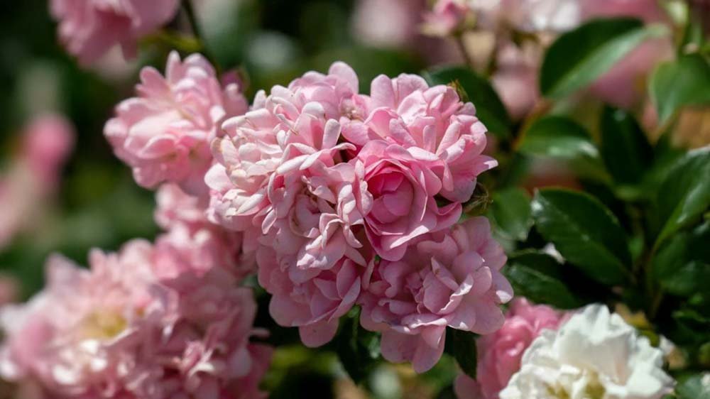 Rosa rosor - Blanda Frön