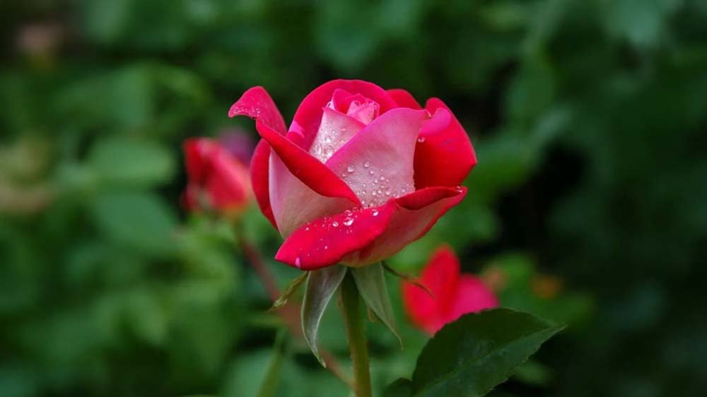 Rosor - Blanda Frön