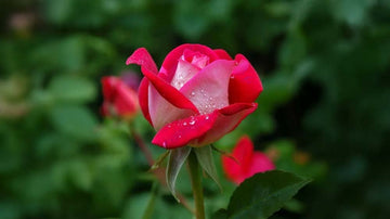 Rosor - Blanda Frön