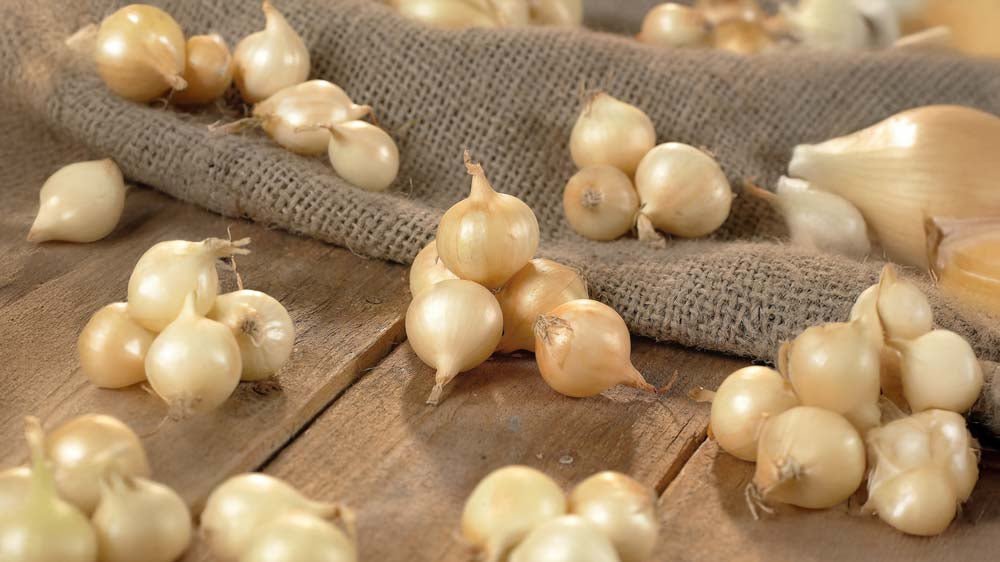 Sättlökar - Blanda Frön