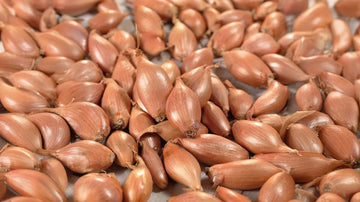 Schalottenlökar - Blanda Frön