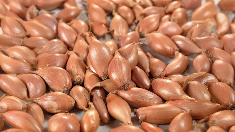 Schalottenlökar - Blanda Frön