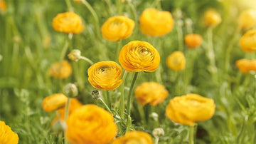 Smörblomma - Blanda Frön