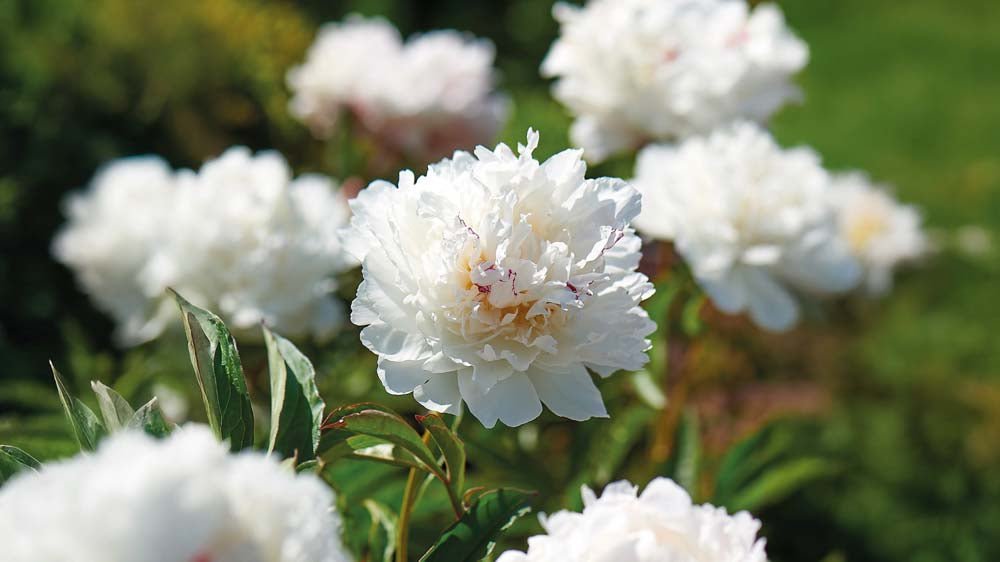 Sommarblommande perenner - Blanda Frön