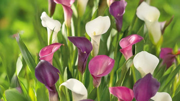 Sommarblommor i kruka - Blanda Frön