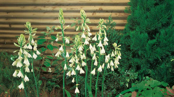 Sommarhyacinter - Blanda Frön