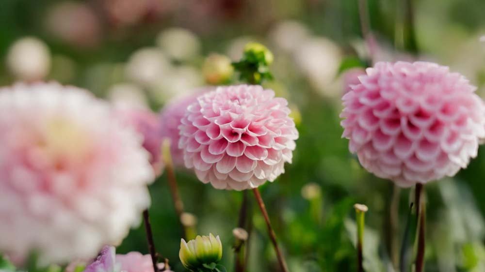 Sommarlökar - Blanda Frön