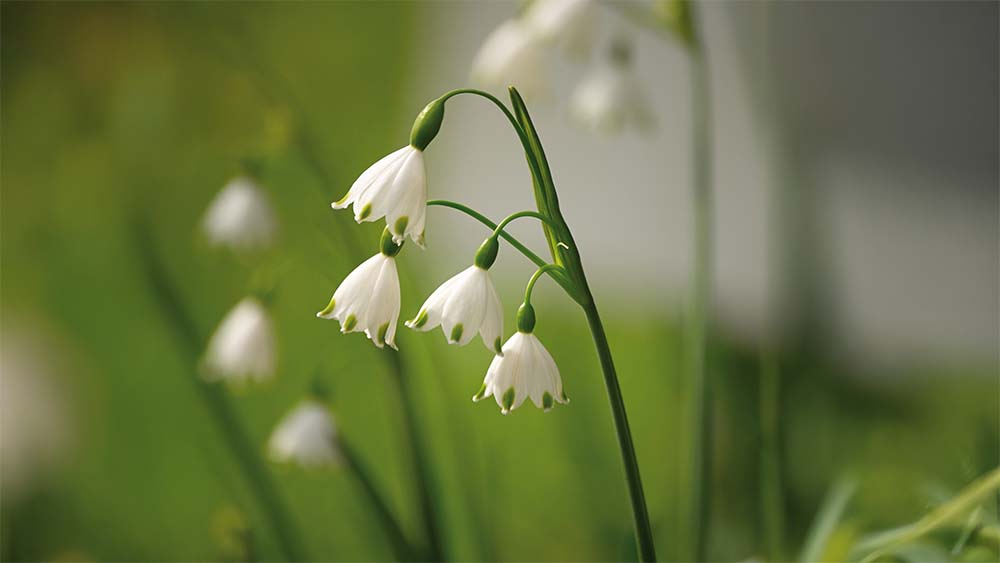 Sommarsnöklocka - Blanda Frön