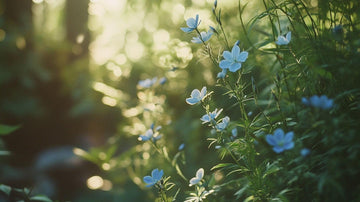 Spånadslin frö - Blanda Frön