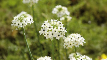 Stjärnlökar - Blanda Frön