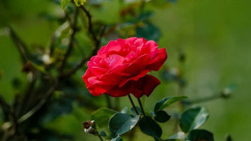 Storblommiga rosor - Blanda Frön