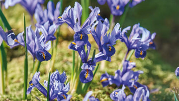 Strandiris - Blanda Frön