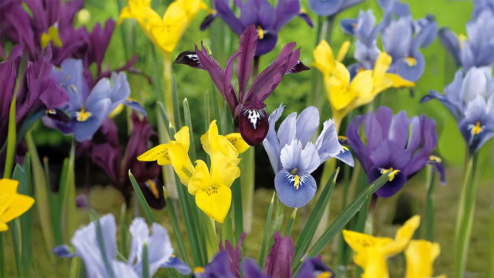 Svart iris - Blanda Frön