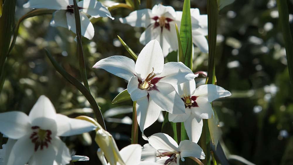 Svartöga - Blanda Frön