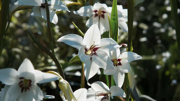 Svartöga - Blanda Frön