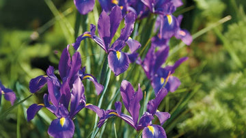Tåliga sommarblommor - Blanda Frön