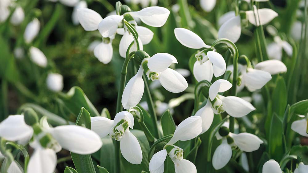 Tidiga vårblommor - Blanda Frön