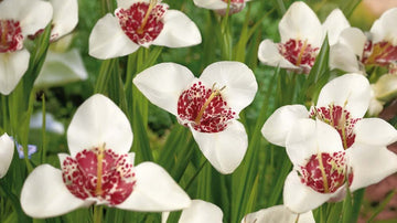 Tigerblommor - Blanda Frön