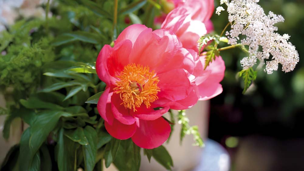 Torktåliga perenner - Blanda Frön