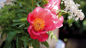 Torktåliga perenner - Blanda Frön