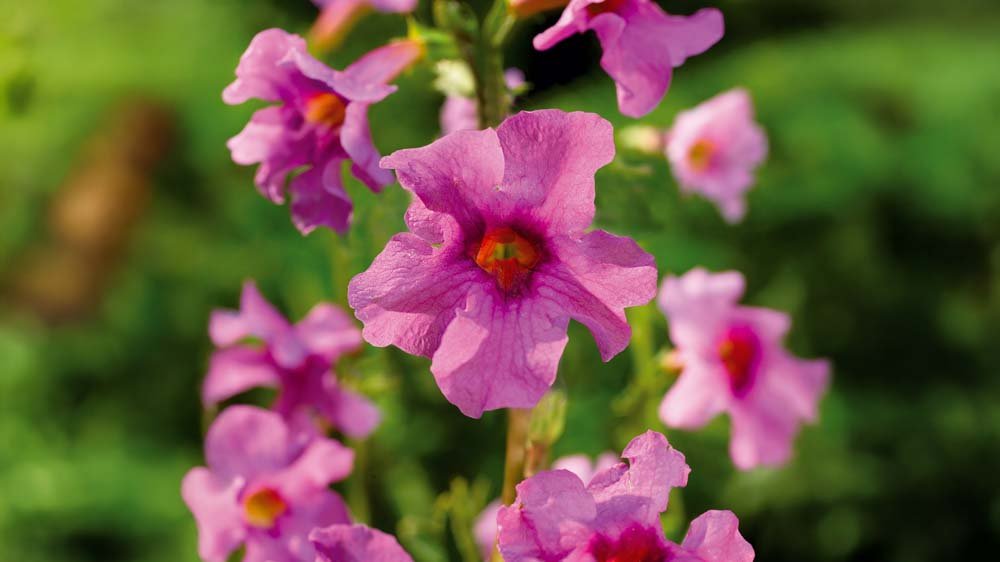 Trädgårdsgloxinia - Blanda Frön