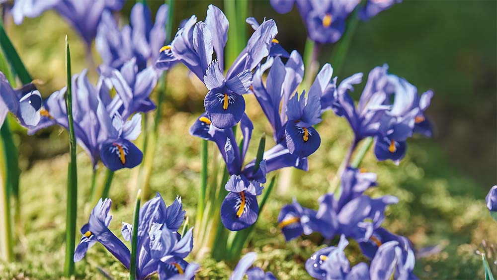 Trädgårdsiris - Blanda Frön