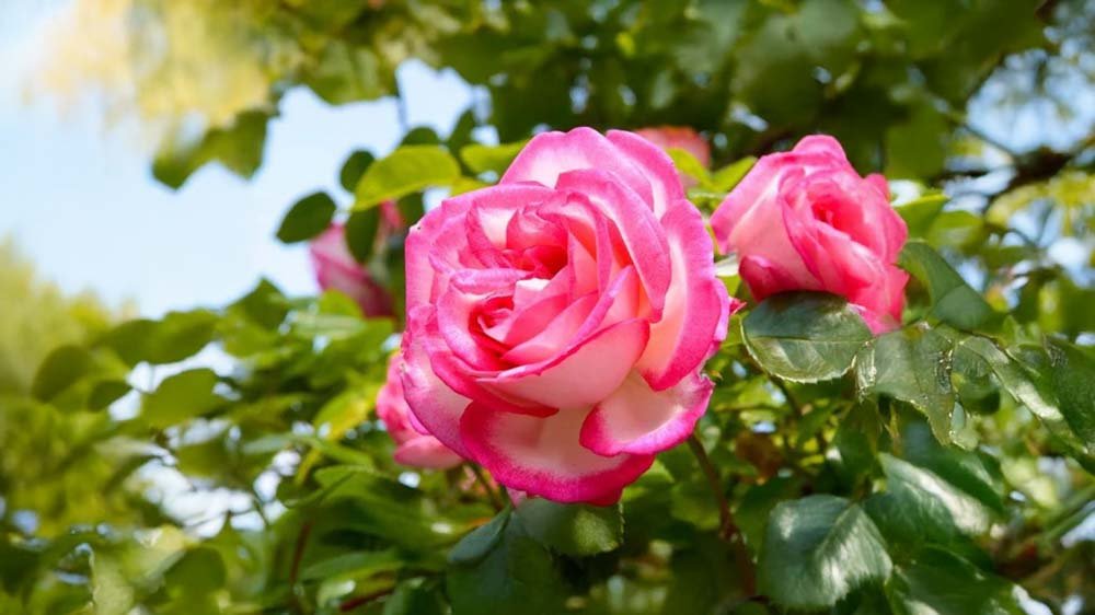 Trädgårdsrosor - Blanda Frön