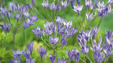 Triteleia - Blanda Frön