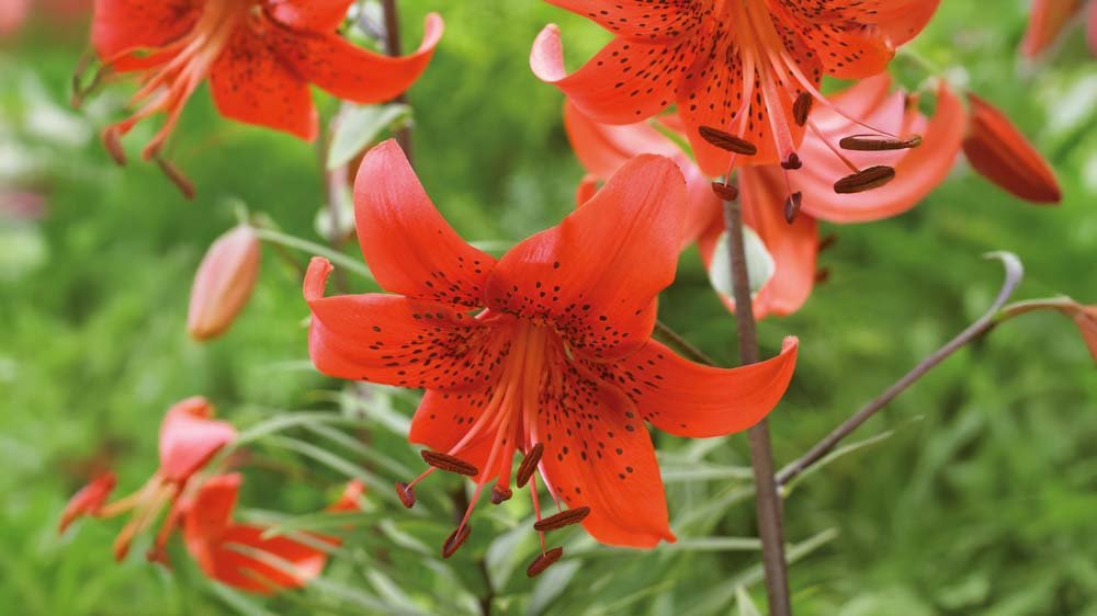 Trumpetliljor - Blanda Frön