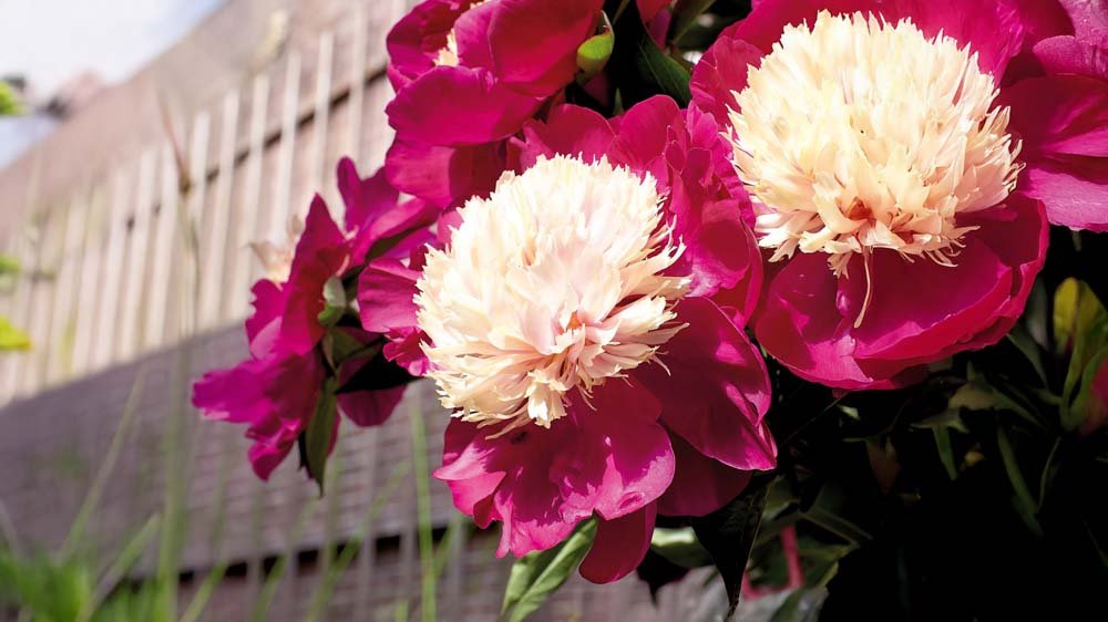 Vårblommande perenner - Blanda Frön