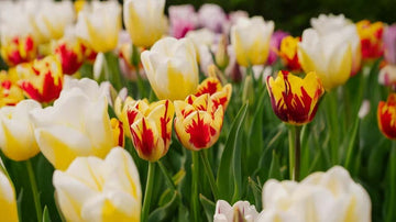 Vårblommor i kruka - Blanda Frön