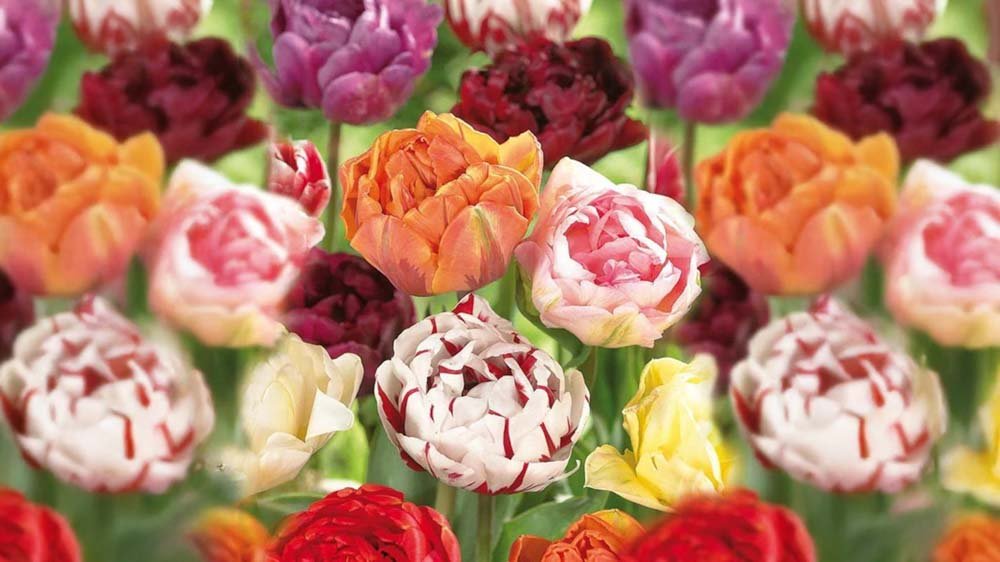 Vårlökar - Blanda Frön