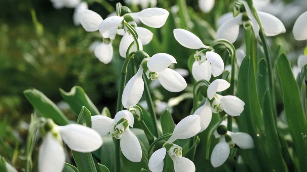 Vinterblommor - Blanda Frön