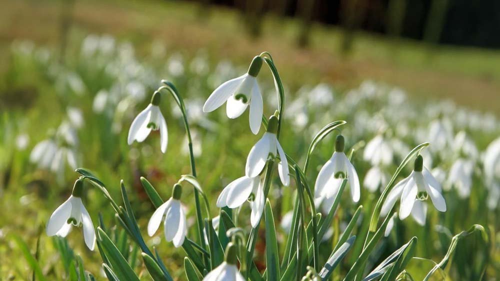 Vinterblommor i kruka - Blanda Frön