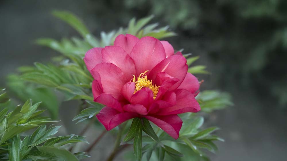 Vinterhärdiga perenner - Blanda Frön