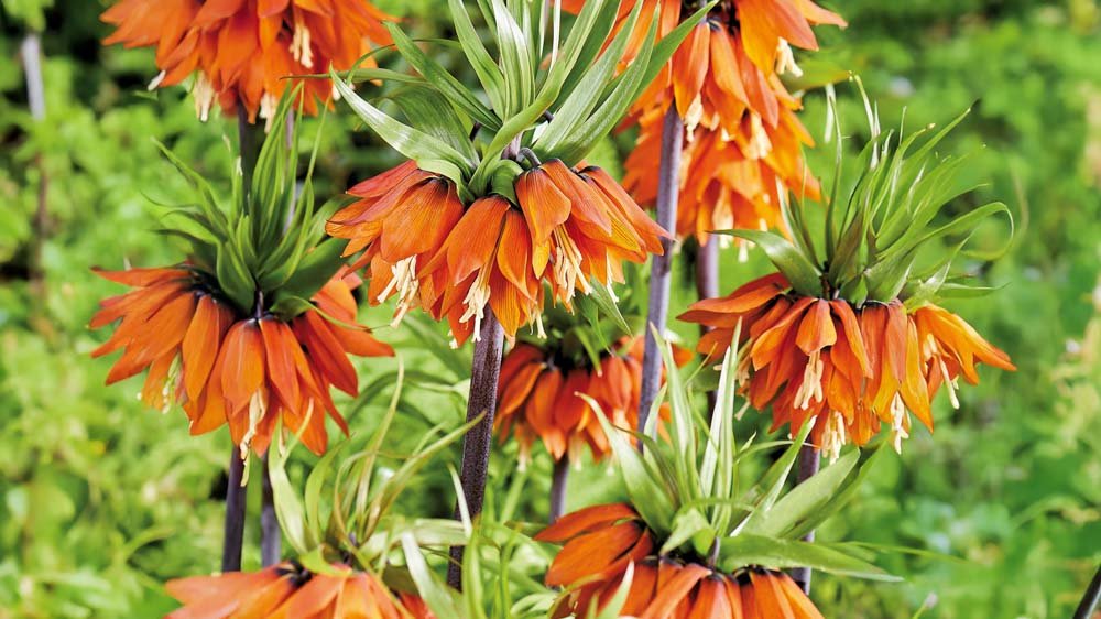 Vit kejsarkrona - Blanda Frön