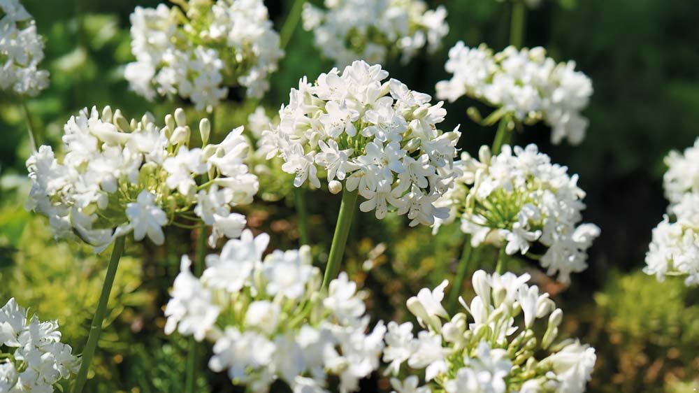Vita agapanthus - Blanda Frön