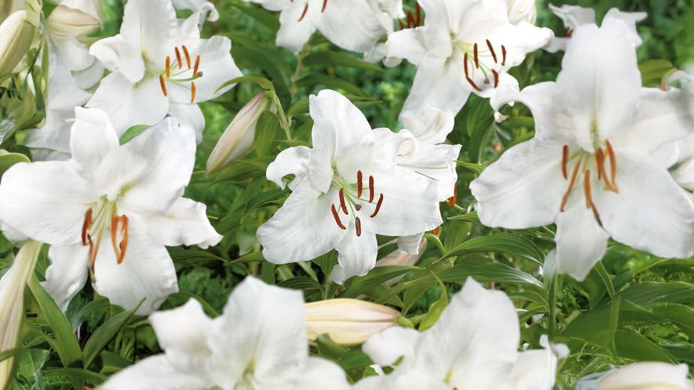 Vita liljor - Blanda Frön