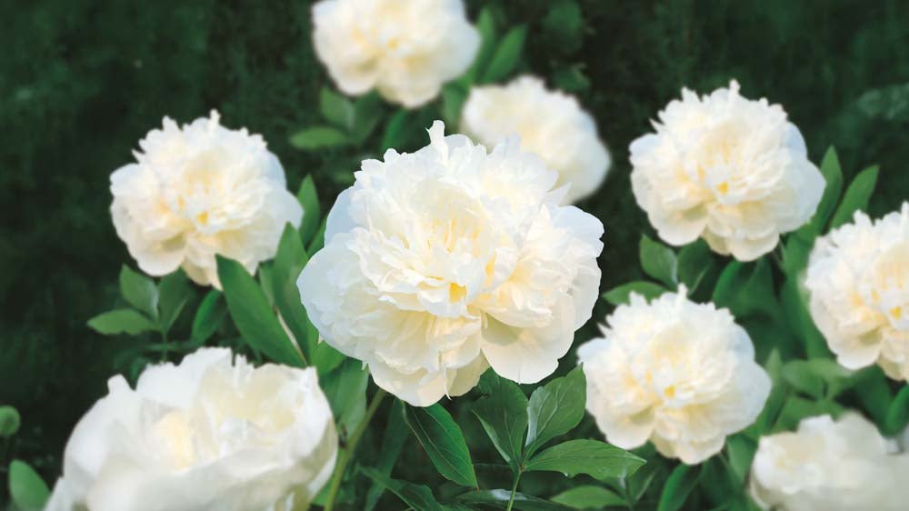 Vita perenner - Blanda Frön