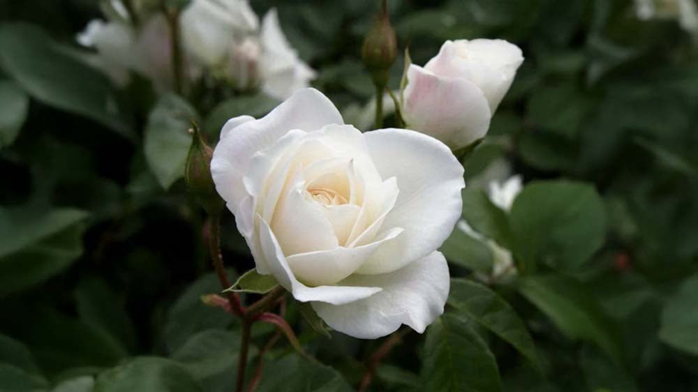 Vita rosor - Blanda Frön