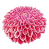 Dahlia