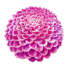 Dahlia