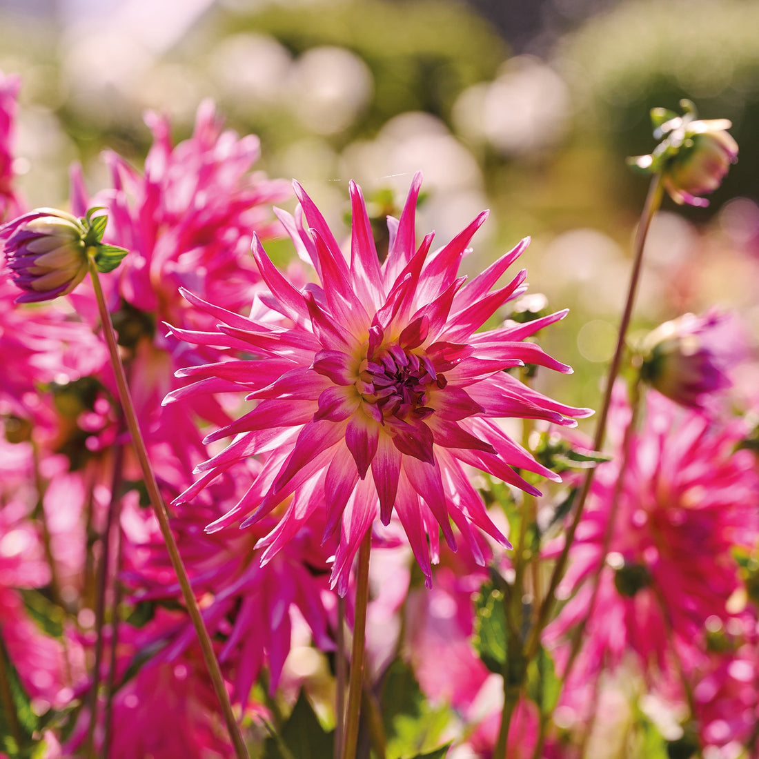 Dahlia 'Electric Light'