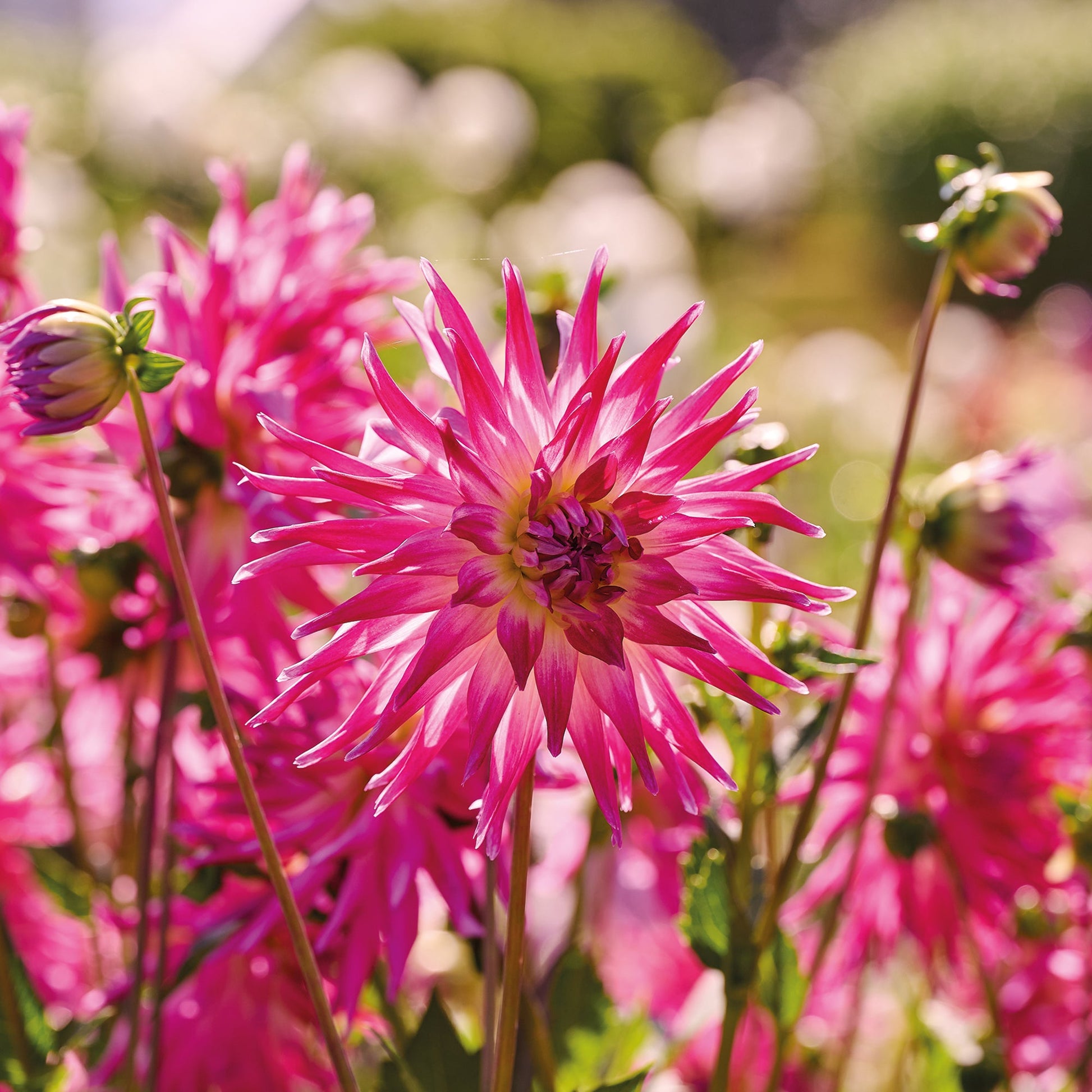 Dahlia 'Electric Light'