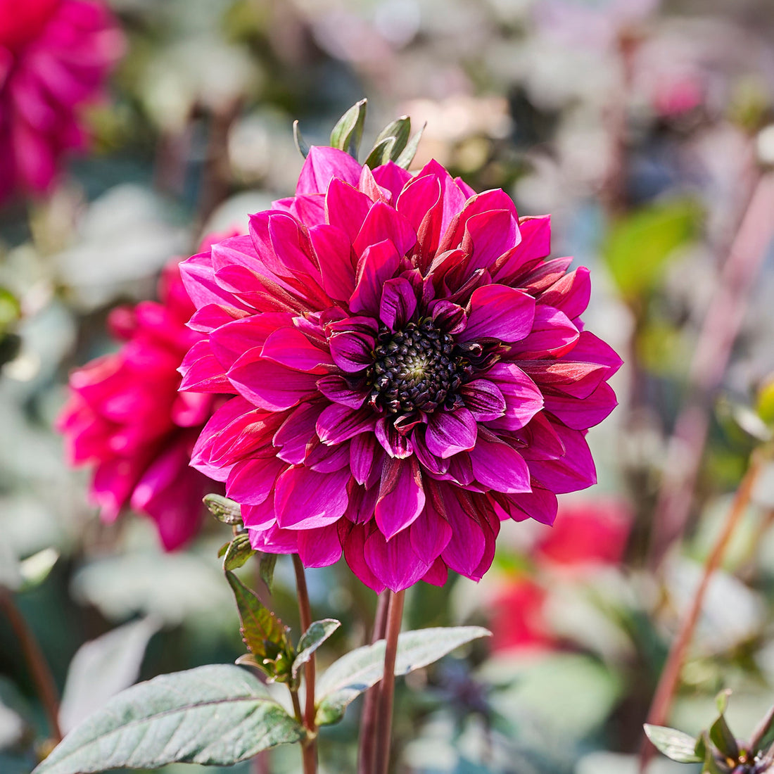 Dahlia 'Purple Haze'