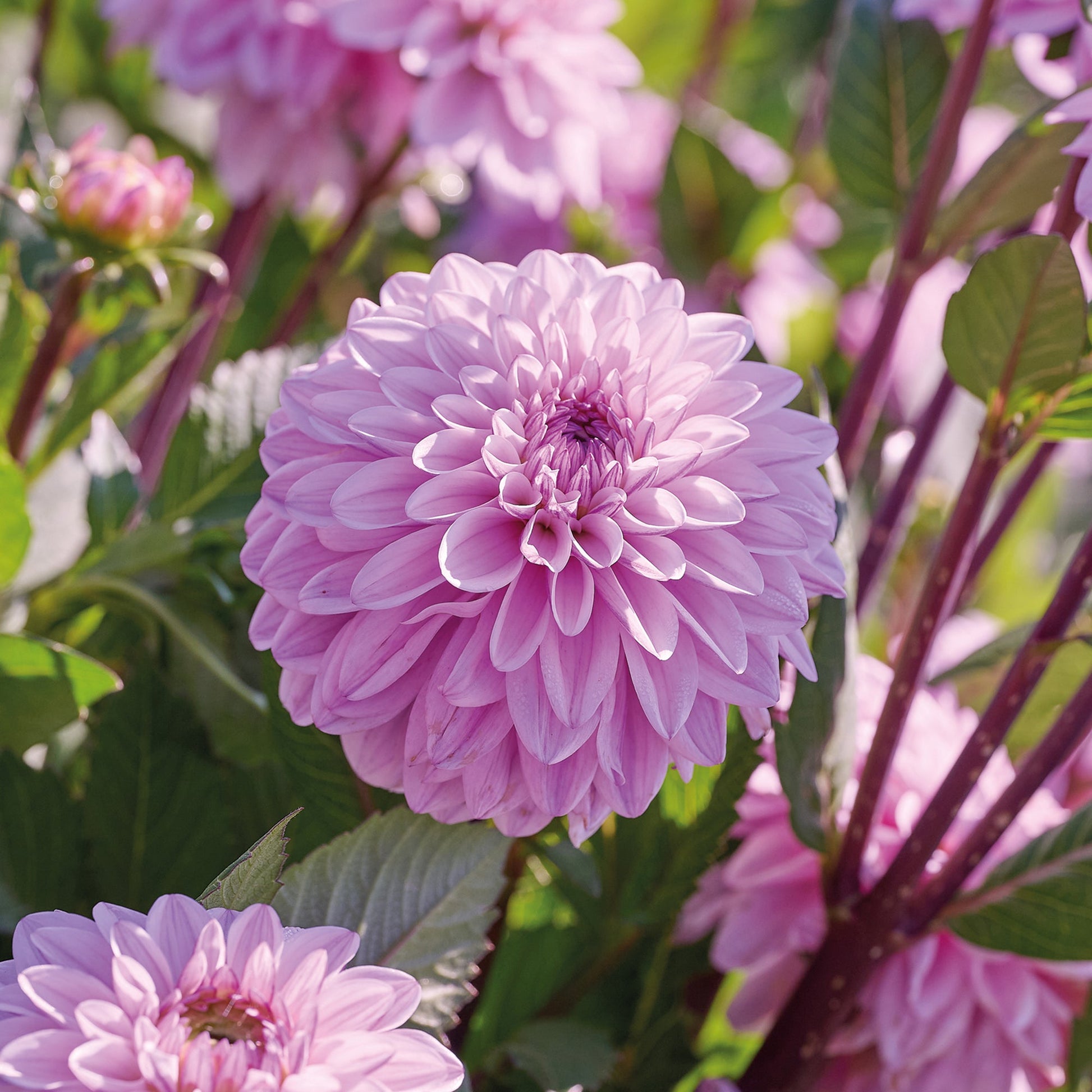Dahlia 'Sweet Surprise'