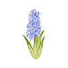 Vårblommor