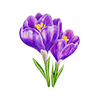 Vårblommor